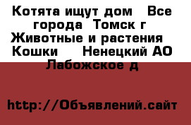 Котята ищут дом - Все города, Томск г. Животные и растения » Кошки   . Ненецкий АО,Лабожское д.